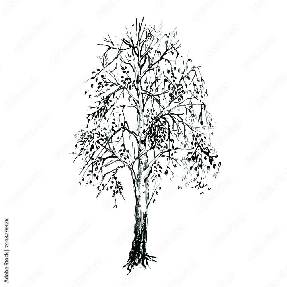 Birch sketch on a white background. Tree drawing. Tree with leaves in summer sketch on white background