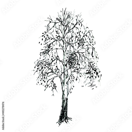 Birch sketch on a white background. Tree drawing. Tree with leaves in summer sketch on white background
