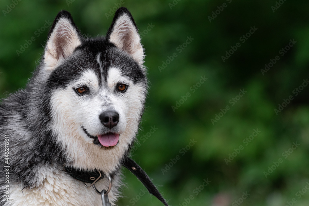 Portrait of a purebred Siberian Husky dog with a funny face and wet hair on a leash and collar on a blurred background of a green forest on the left side of the frame and copy space