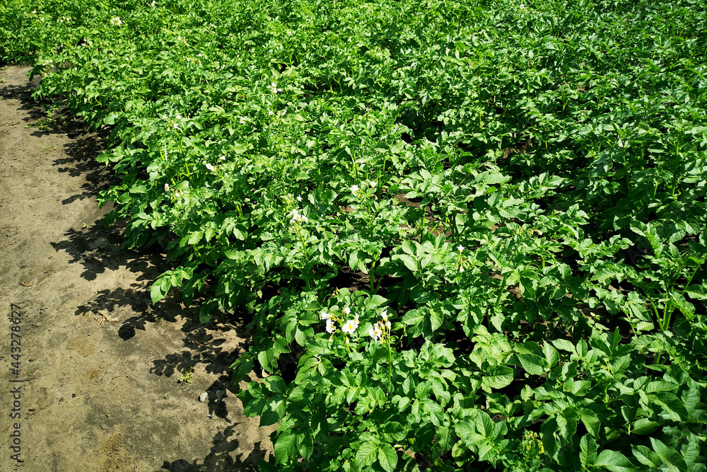 Young potato sprouts, tops in the beds. Growth in potato prices due to a shortage of root crops. Gardening and Bountiful Harvest Predictions Young potato sprouts, tops in the beds. Growth in potato prices due to a shortage of root crops. Gardening and Bountiful Harvest Predictions