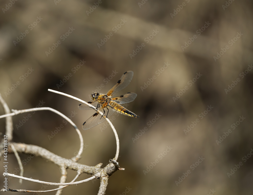 Black-throated dragonfly in nature Black-throated dragonfly in nature