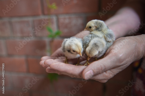 Pygmy seabright chicks on women's palms photo