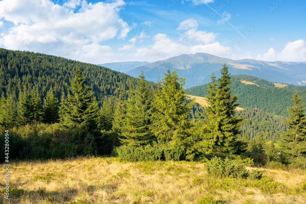 idyllic mountain scenery in morning light. evergreen trees on the steep hills. wonderful summer landscape of carpathians with gorgeous cloudscape on the blue sky