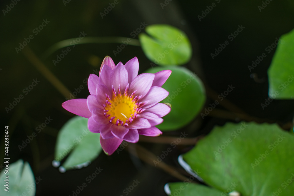 pink lotus flower in pond pink lotus flower in pond