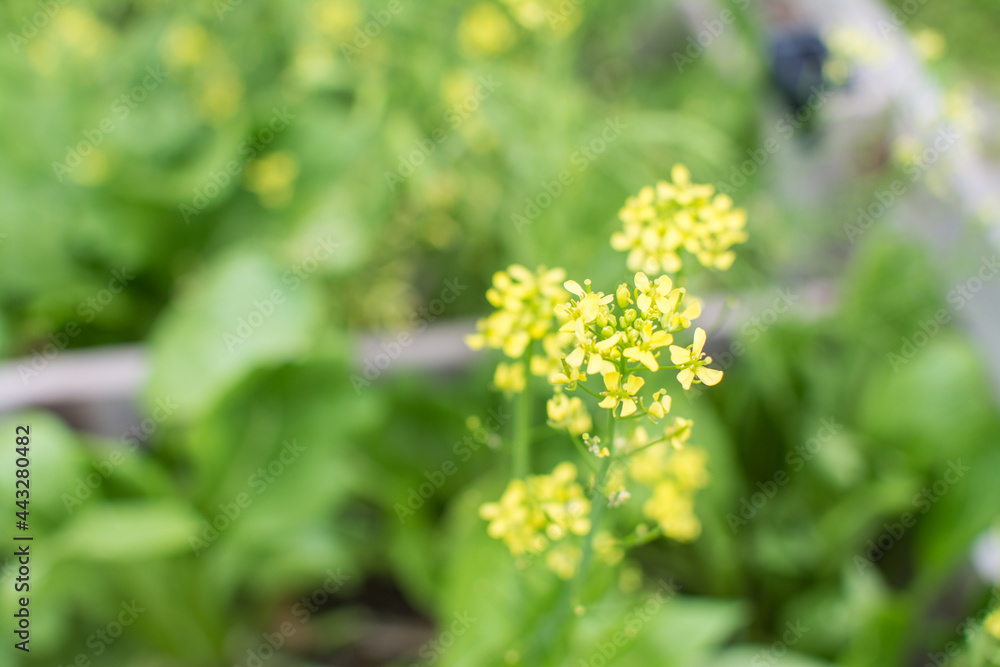 Chinese Mustard yellow flower in garden Chinese Mustard yellow flower in garden
