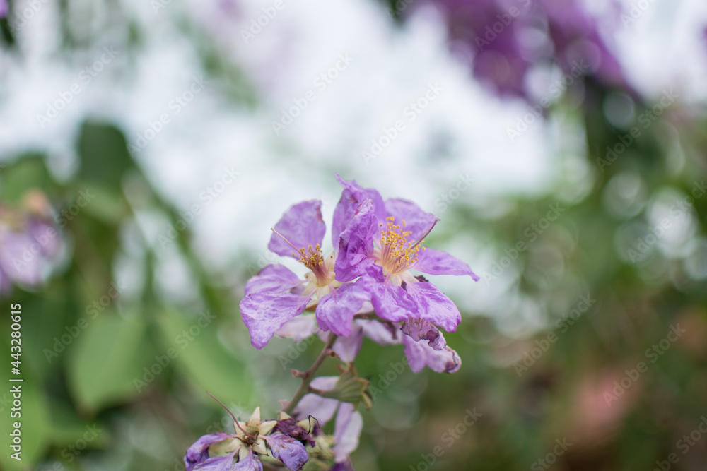 purple Inthanin flower in garden purple Inthanin flower in garden