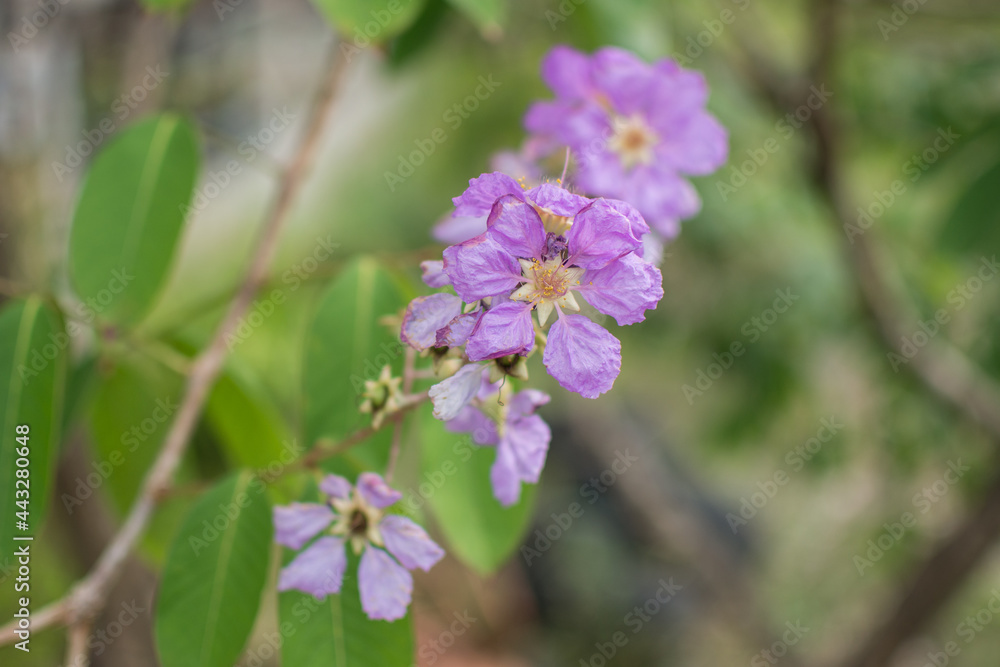 purple Inthanin flower in garden