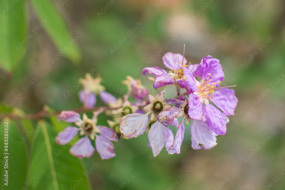 purple Inthanin flower in garden purple Inthanin flower in garden