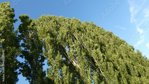 Poplar alley against the blue sky.