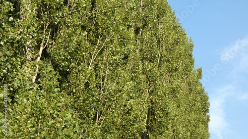 Poplar alley against the blue sky.
