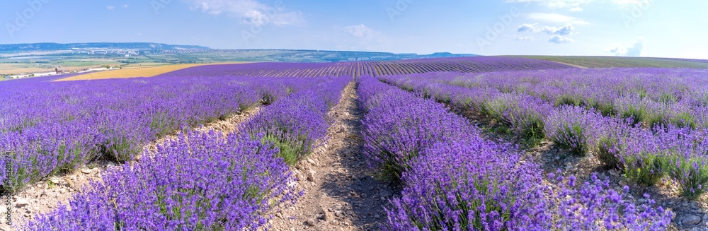 Rows of essential oil culture (lavender) rush to the horizon (Panoramic landscape)
