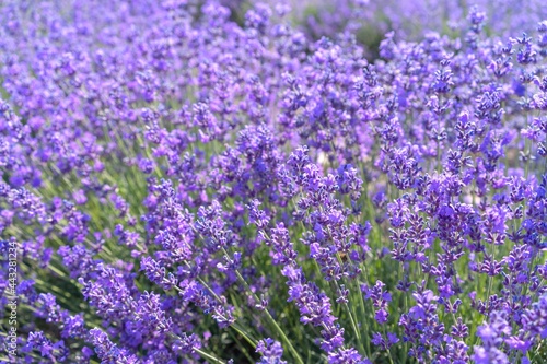 Purple flowers of young lavender on green stems