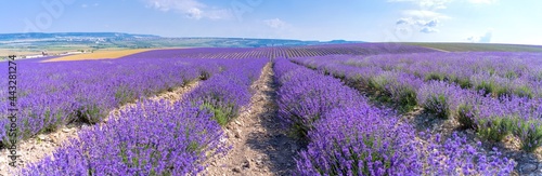 Rows of essential oil culture (lavender) rush to the horizon (Panoramic landscape)