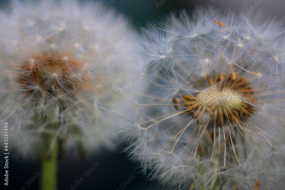 dandelion seed head