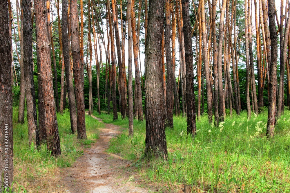 Fototapeta premium path in the forest