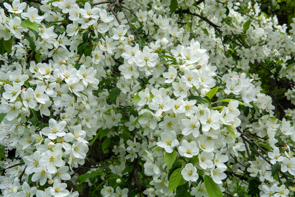 white apple flowers of a tree white apple flowers of a tree