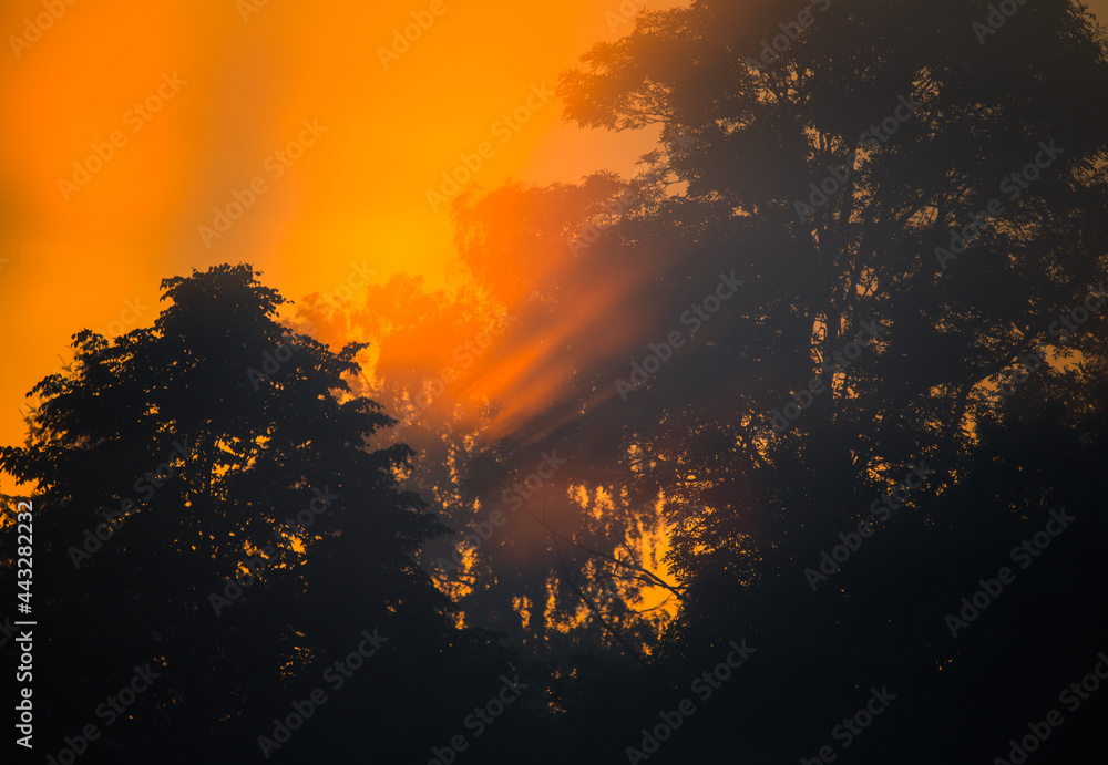A beautiful scenery with sun rays shining through trees during a misty sunrise. Summertime scenery of Northern Europe. A beautiful scenery with sun rays shining through trees during a misty sunrise. Summertime scenery of Northern Europe.