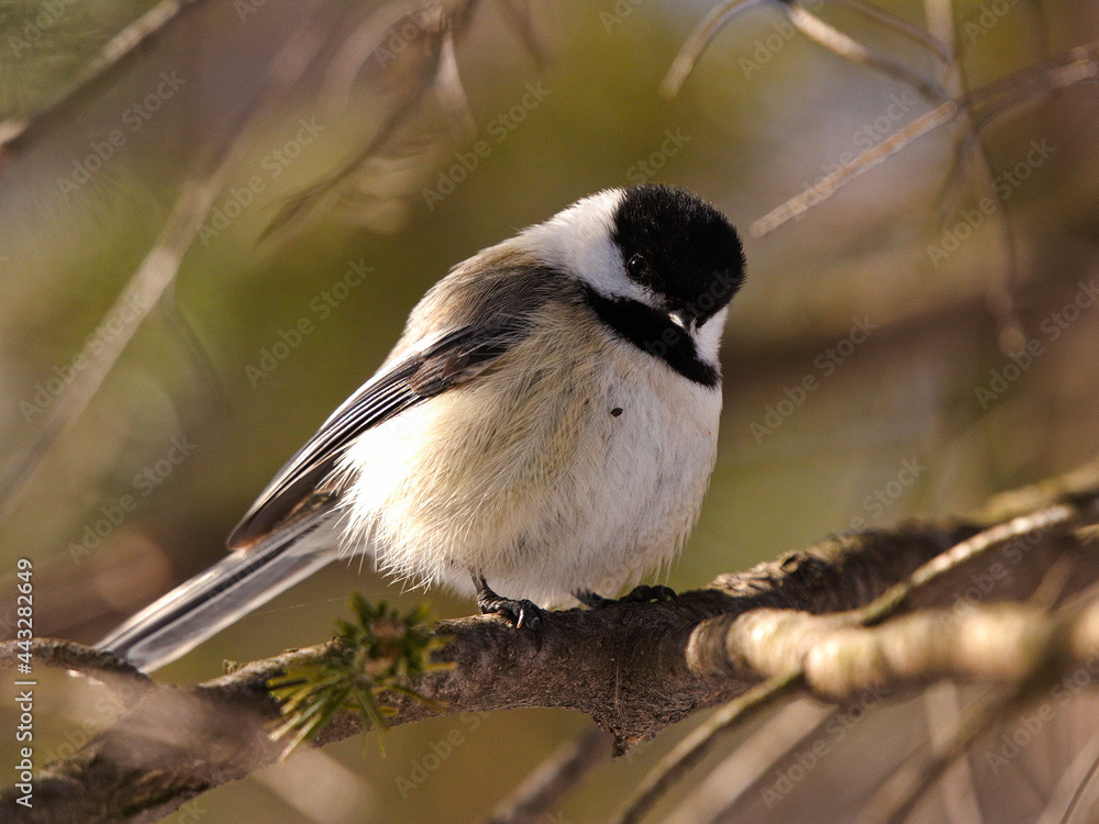 Obraz premium Chickadee on a branch
