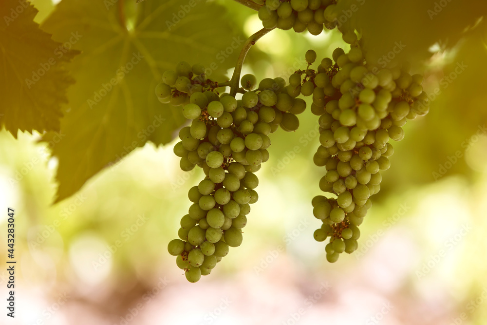 Detail of clusters of Alvarinhas grapes still unripe, 2 months to go before the harvest.