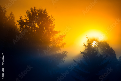 A beautiful scenery with sun rays shining through trees during a misty sunrise. Summertime scenery of Northern Europe. © dachux21