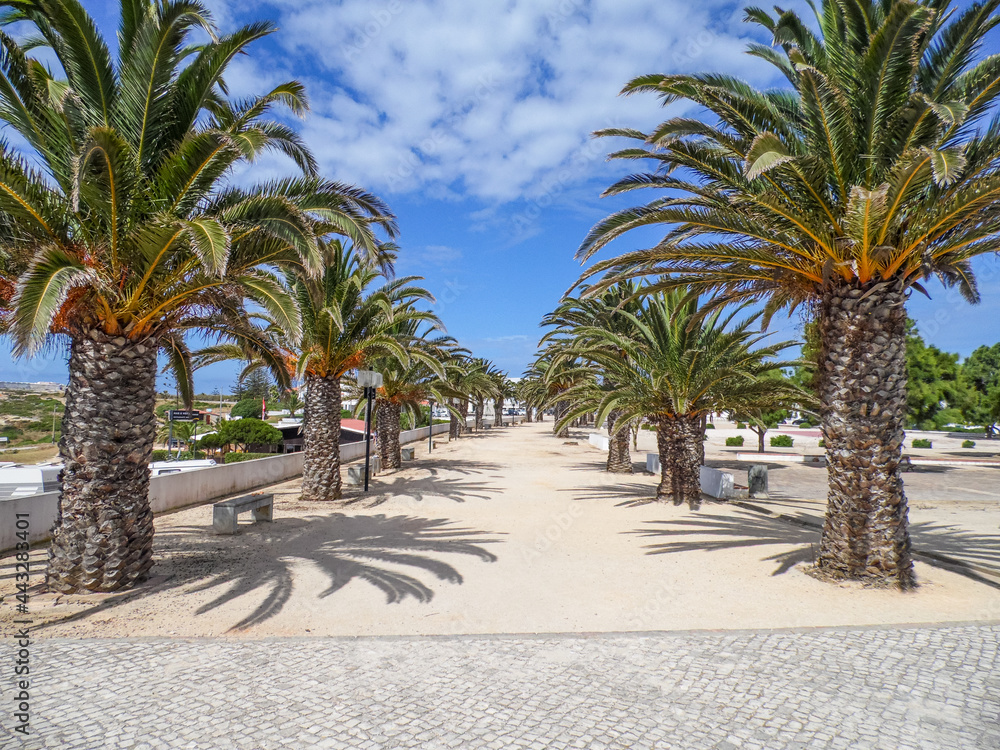 Palmtrees in Sagres, Portugal