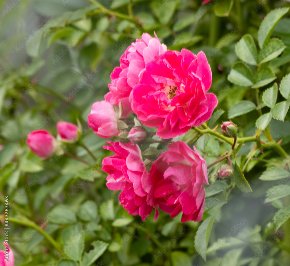 A beautiful rose blooming in a summer garden. Roses growing outdoors, nature, blooming background of flower art. Rosebud close-up. Gardening concept
