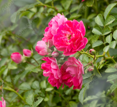 Wallpaper Mural A beautiful rose blooming in a summer garden. Roses growing outdoors, nature, blooming background of flower art. Rosebud close-up. Gardening concept Torontodigital.ca