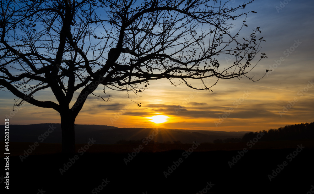 Sunset Tree