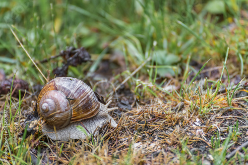 Schnecke auf der Wiese