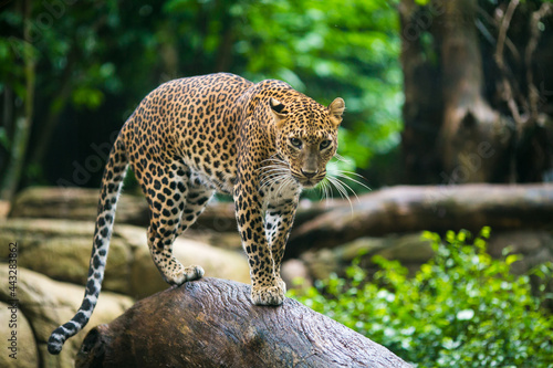 leopard in the zoo