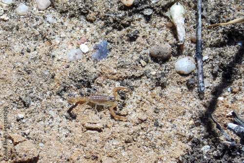 Little Scorpion in Sagres  Portugal