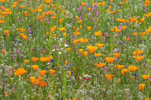 field of california orange poppie flowers