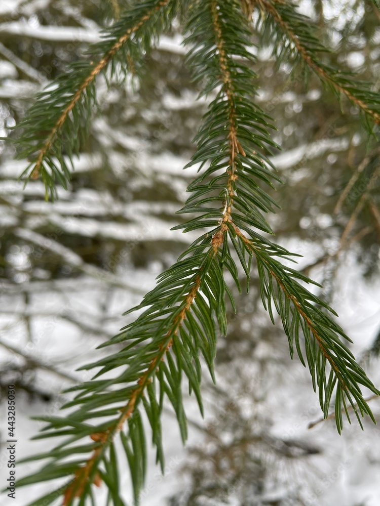 Obraz premium branches