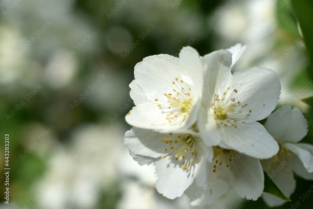 White flowers of the Chubushnik lat. Philadélphus is a genus of shrubs in the Hydrangea family Hydrangeaceae. White flowers of the Chubushnik lat. Philadélphus is a genus of shrubs in the Hydrangea family Hydrangeaceae.