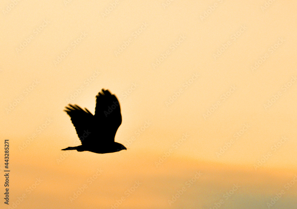 Fototapeta premium Rabe im Sonnenuntergang
