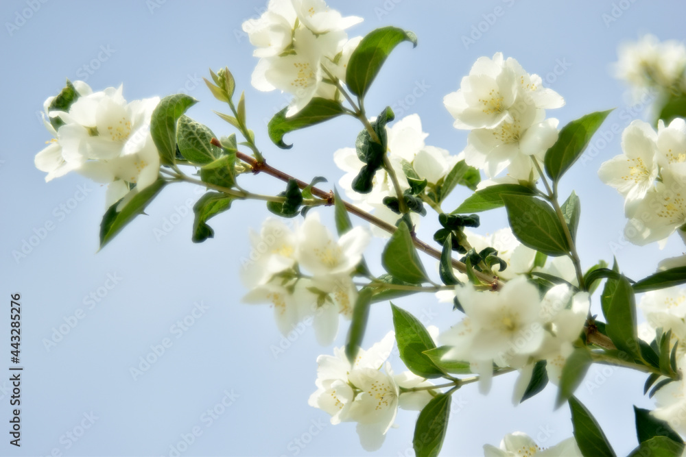Obraz premium White flowers of the Chubushnik lat. Philadélphus is a genus of shrubs in the Hydrangea family Hydrangeaceae.