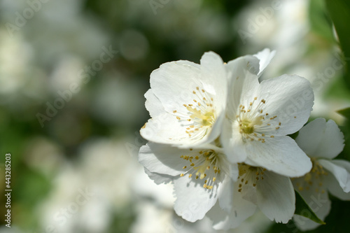 White flowers of the Chubushnik lat. Philadélphus is a genus of shrubs in the Hydrangea family Hydrangeaceae.