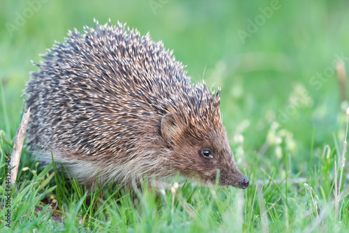 European Hedgehog Erinaceus europaeus in the wild