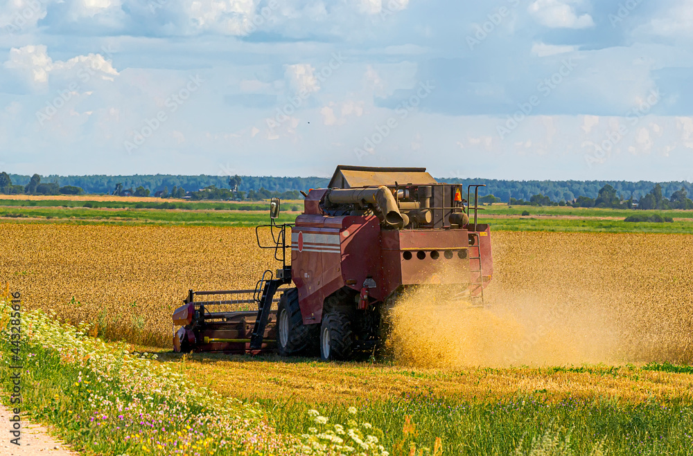 Fototapeta premium Harvesting in the Republic of Belarus in August 2019.