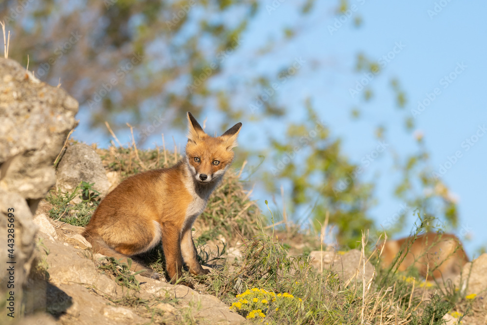 Portrait red fox cub Vulpes vulpes in the wild Portrait red fox cub Vulpes vulpes in the wild