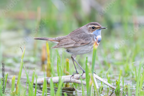 Birds Bluethroat Luscinia svecica in the habitat