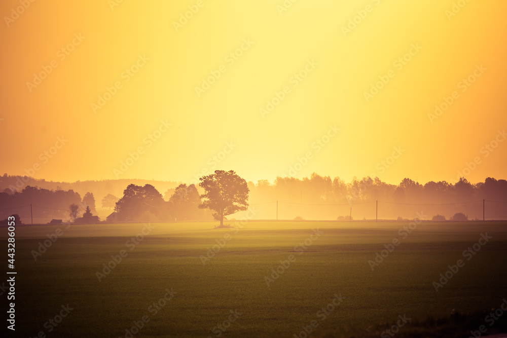 A misty morning landscape of a field with trees in distance. Summertime scenery of Northern Europe.