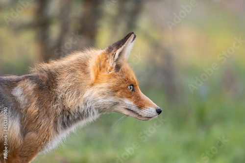 Portrait of a red fox Vulpes vulpes in the wild © Tatiana