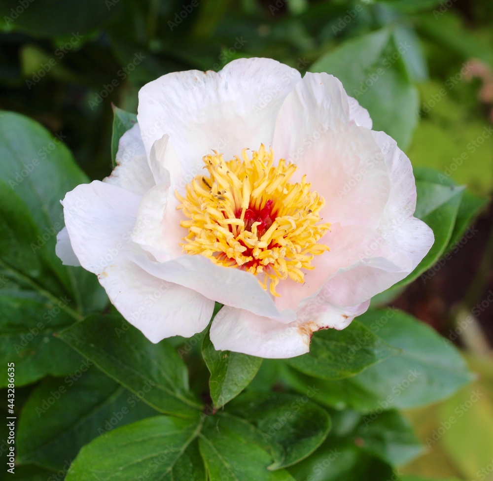 A close view of the white flower in the garden. A close view of the white flower in the garden.