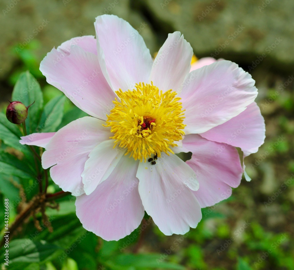 A close view of the pretty white and pink flower.
