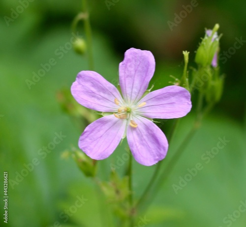 A close view of the small purple flower in the garden.
