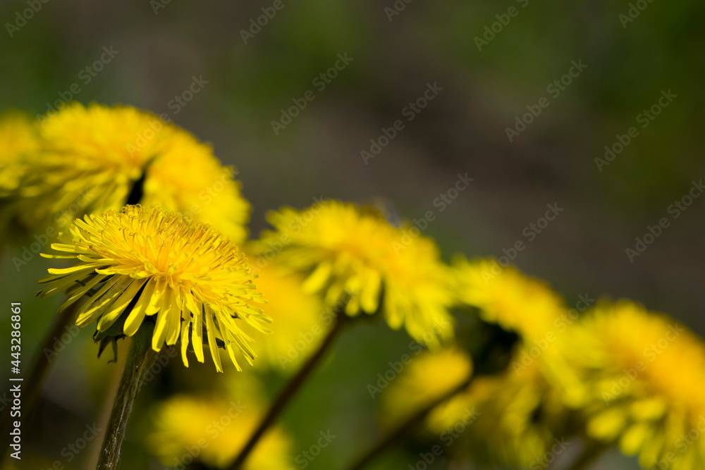 yellow dandelions growing on a lawn illuminated by the sunlight, springtime wild flowering plant with green leaves on stem. macro nature, natural background, close-up yellow dandelions growing on a lawn illuminated by the sunlight, springtime wild flowering plant with green leaves on stem. macro nature, natural background, close-up