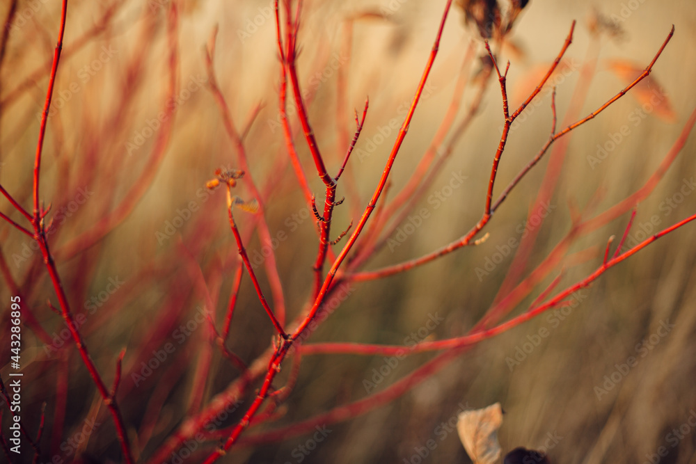 Red branches in autumn field in sunny light. Red twig dogwood, rose or willow red twigs in fall meadow in evening sunlight. Tranquility Red branches in autumn field in sunny light. Red twig dogwood, rose or willow red twigs in fall meadow in evening sunlight. Tranquility
