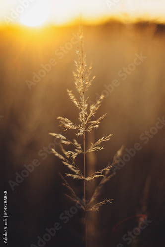Beautiful grass in sunset light on background of autumn field in countryside. Wild grass and herbs in warm sunlight in fall season. Tranquil moment in evening