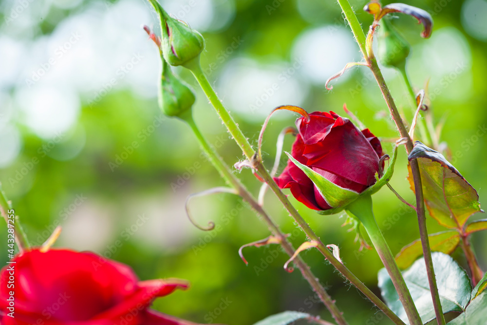 Red Rose Bud. New rose bud. Young graceful spray rose. A small bud of a blooming flower. magic garden. Natural background. beautiful flower, on a flowerbed, close-up. space for text Red Rose Bud. New rose bud. Young graceful spray rose. A small bud of a blooming flower. magic garden. Natural background. beautiful flower, on a flowerbed, close-up. space for text
